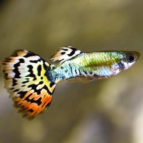 Poecilia reticulatus, Lebistes reticulatus - Guppy Luminux Leopard